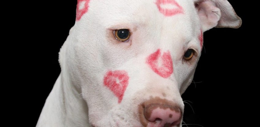 Adopter din nye hund fra et hundeinternat